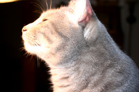 sniffing the light