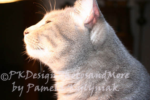 sniffing the light
