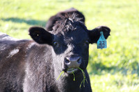 Cow 33