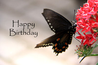 Birthday