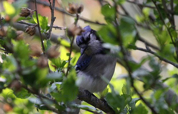 Sweet Little Blue Jay