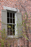 Green shutter window vines