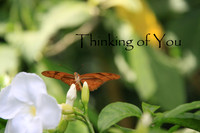 #17 Thinking of You