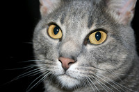 portrait of Silver