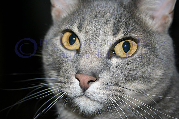 portrait of Silver