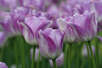 Purple Tulips