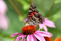Butterfly on a Flower