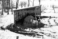 Winter cows