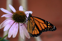 Monarch Butterfly on Coneflower