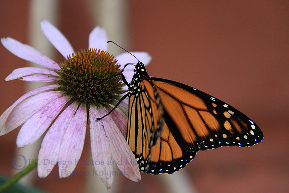Monarch Butterfly on Coneflower