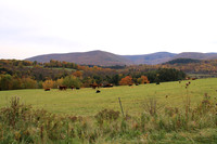 Cows in the Colorful Pasture
