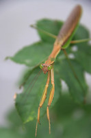 Praying Mantis