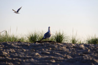 Gull Enjoying the View from the Grassy Dunes